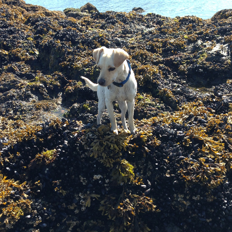 our dog 