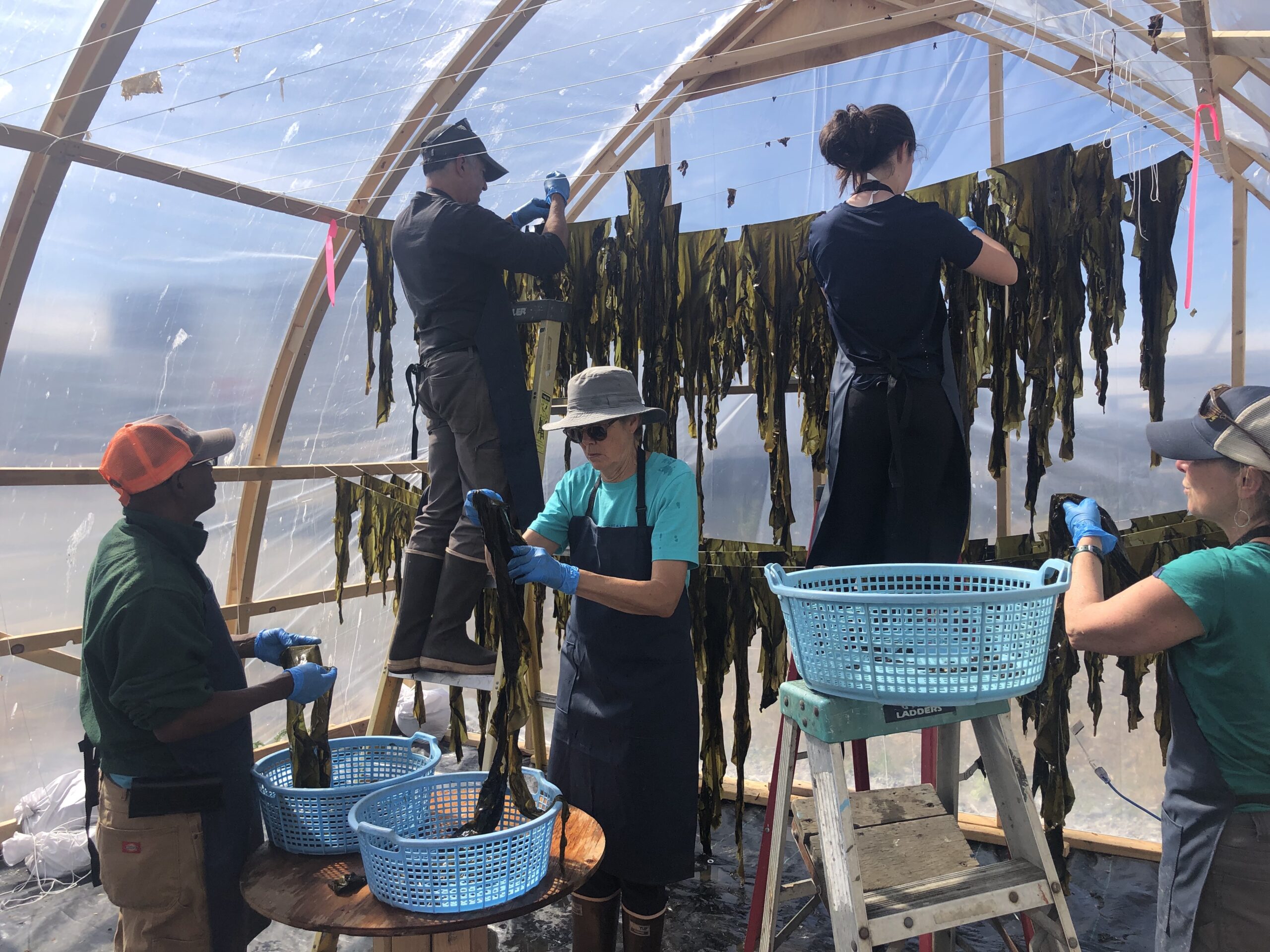 Kachemak Kelp Hub